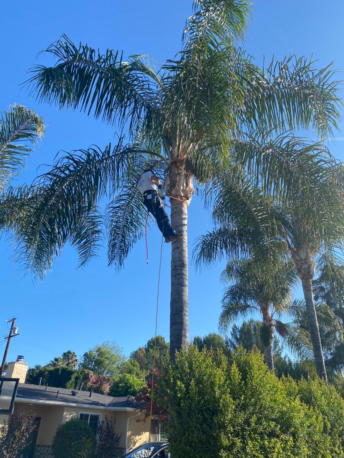 Palm Trimming Services + California Skyline Remodeling