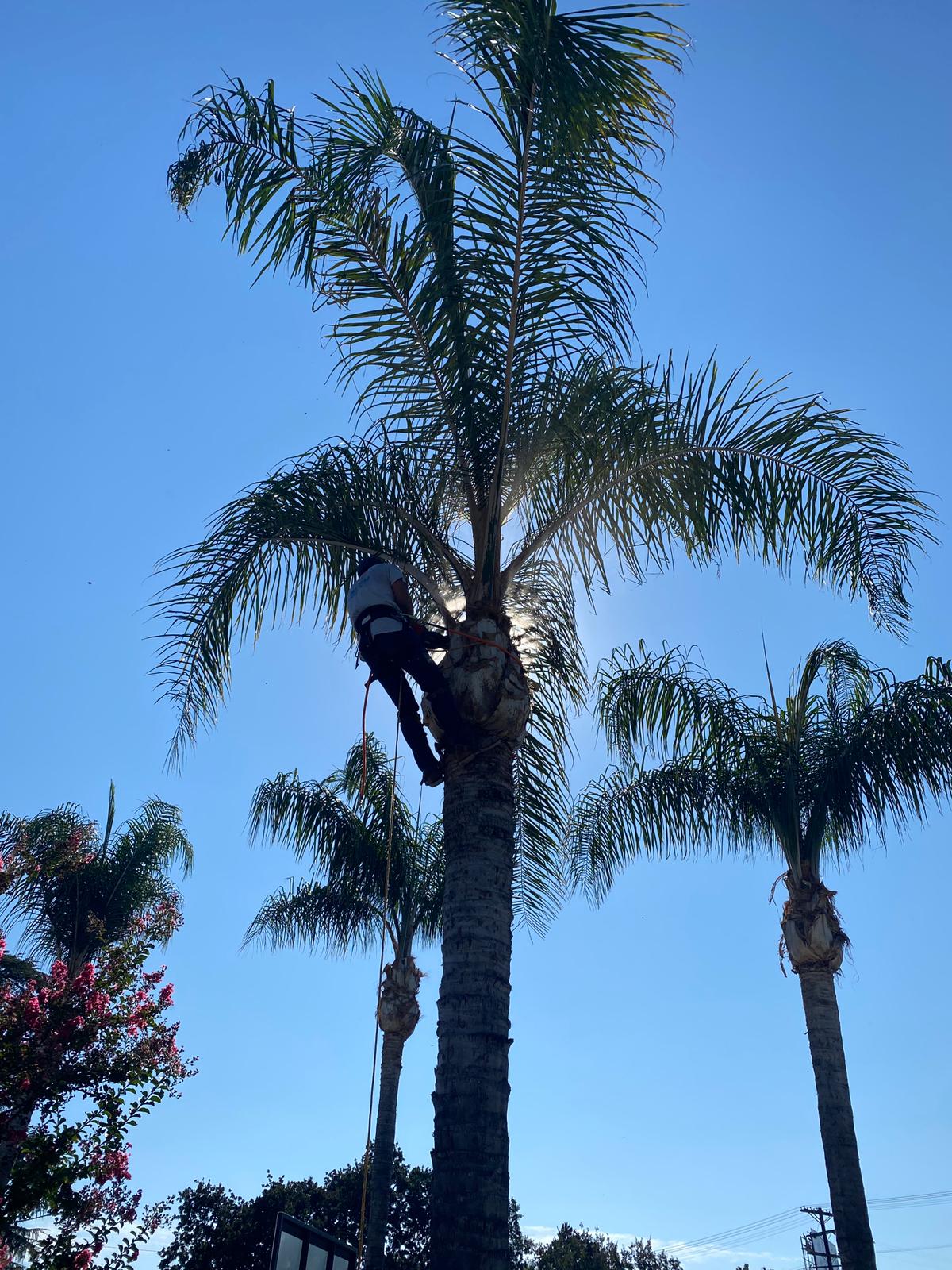 Palm Trimming Services + California Skyline Remodeling