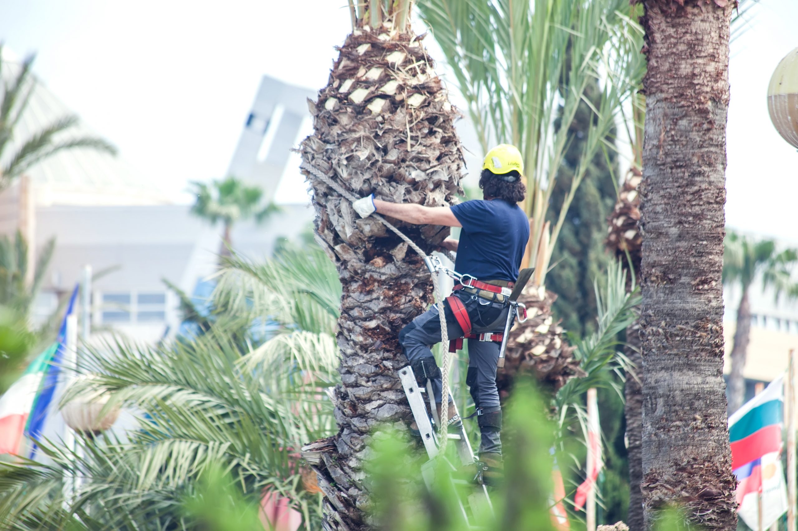 palm trimming scaled